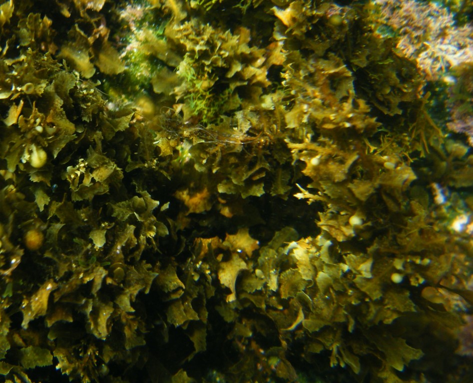 Sargassum sp.